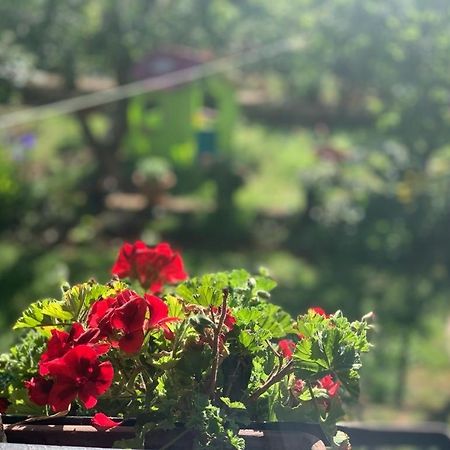 Apartman Dalija Vinkuran Exterior photo